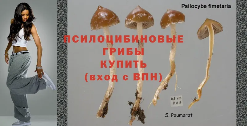 где купить наркотик  MEGA   Галлюциногенные грибы Psilocybine cubensis  Лысково 